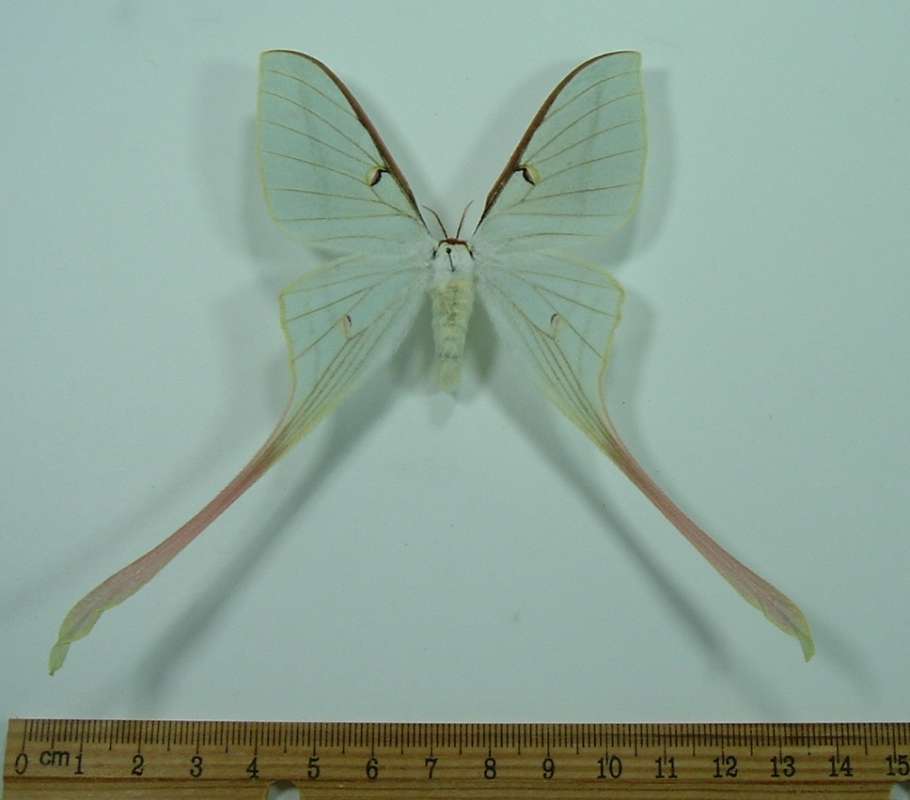 Female - Dorsal<br>(Origin of the Specimen: China)