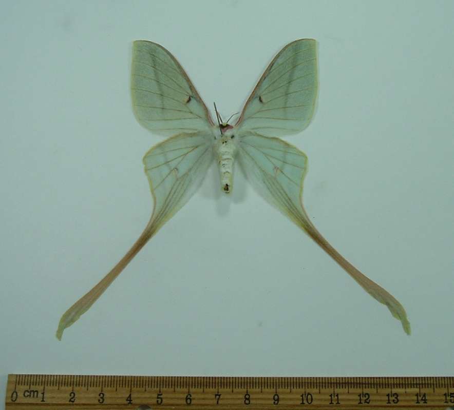 Female - Ventral<br>(Origin of the Specimen: Chilna)