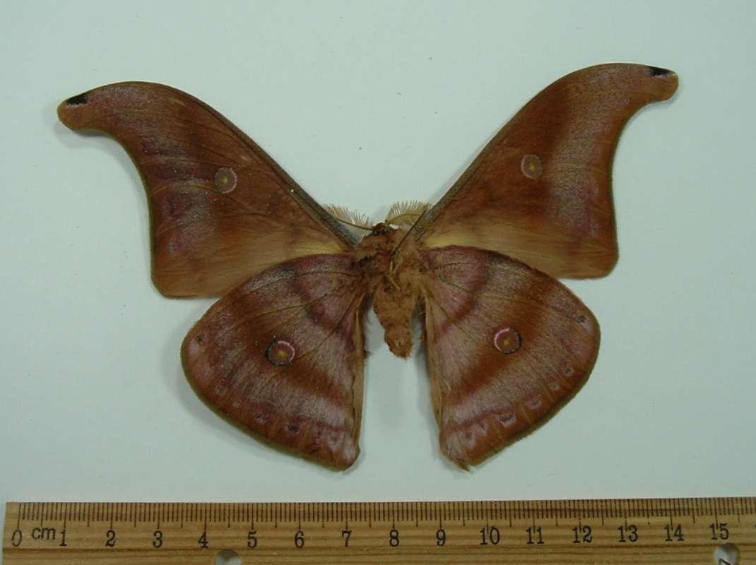 Male - Ventral View<br>(Origin of the Specimen: West Java)