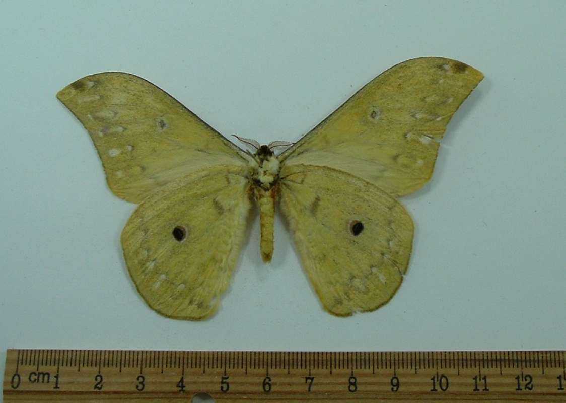 Male - Ventral View<br>(Origin of the Specimen: Gabon,  December 3)