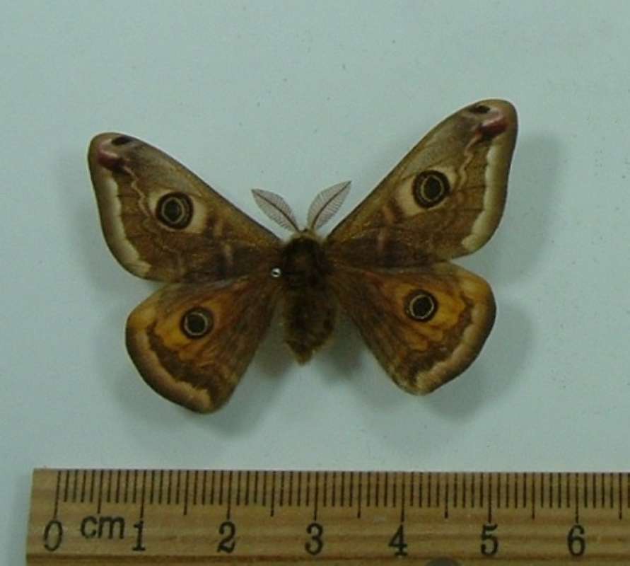 Male - Dorsal View<br>(Origin of the Specimen: Bred - No Data)