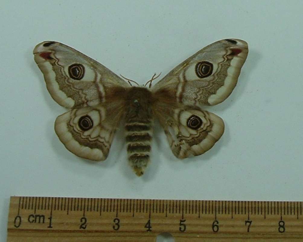 Female - Dorsal View<br>(Origin of the Specimen: Bred 1933)