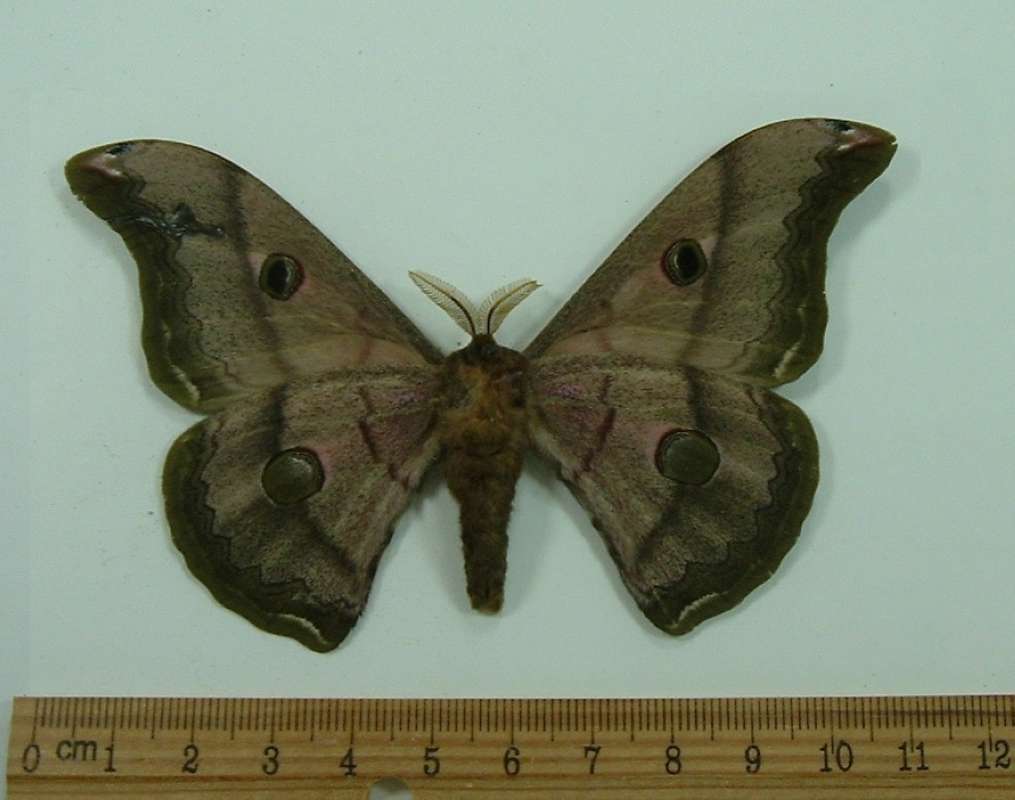 Male - Ventral View<br>(Origin of the Specimen: Laos, Dec. 1991)