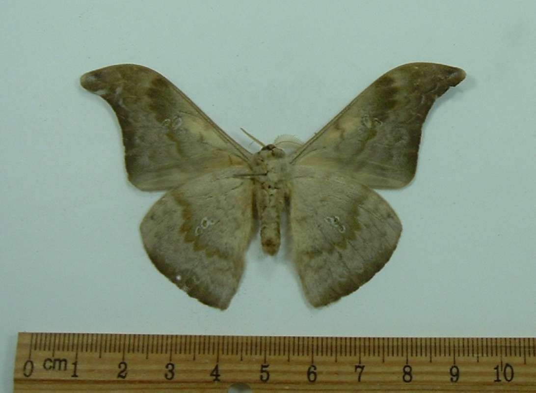 Male - Ventral View<br>(Origin of the Specimen: Sumatra March 1998)