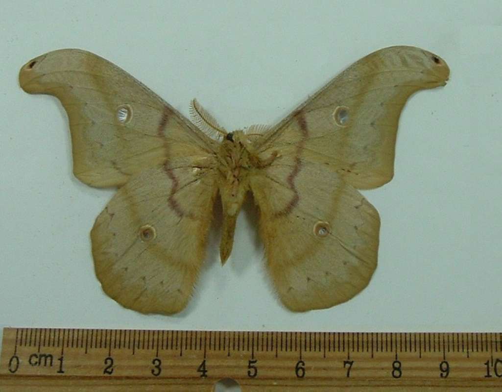 Male - Ventral - Brown Form<br>(Origin of the Specimen: Mexico, May 4, 1947)
