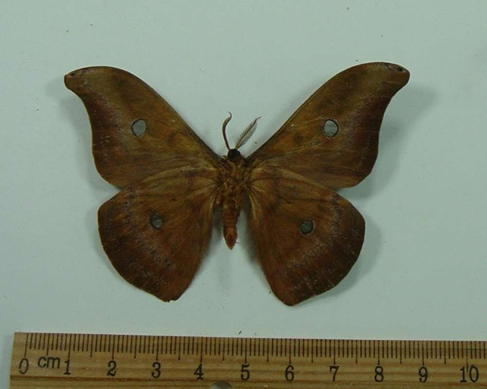 Male - Ventral View<br>(Origin of the Specimen: S Catarina, Brazil, Bred John Weiss)