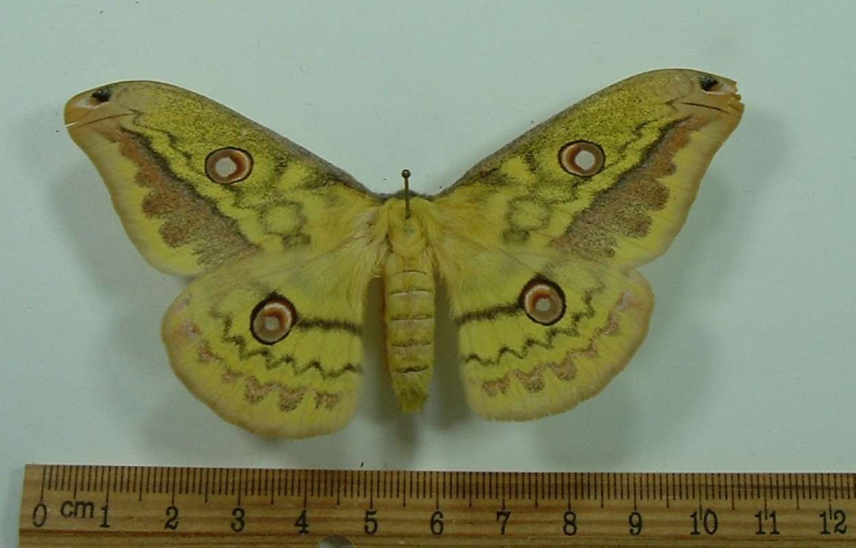 Female - Dorsal<br>(Origin of the Specimen: No Data Given)
