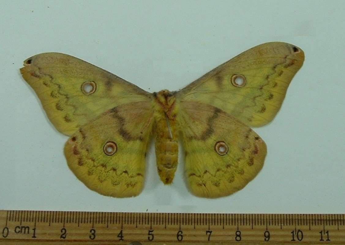 Female - Ventral<br>(Origin of the Specimen: No Data Given)