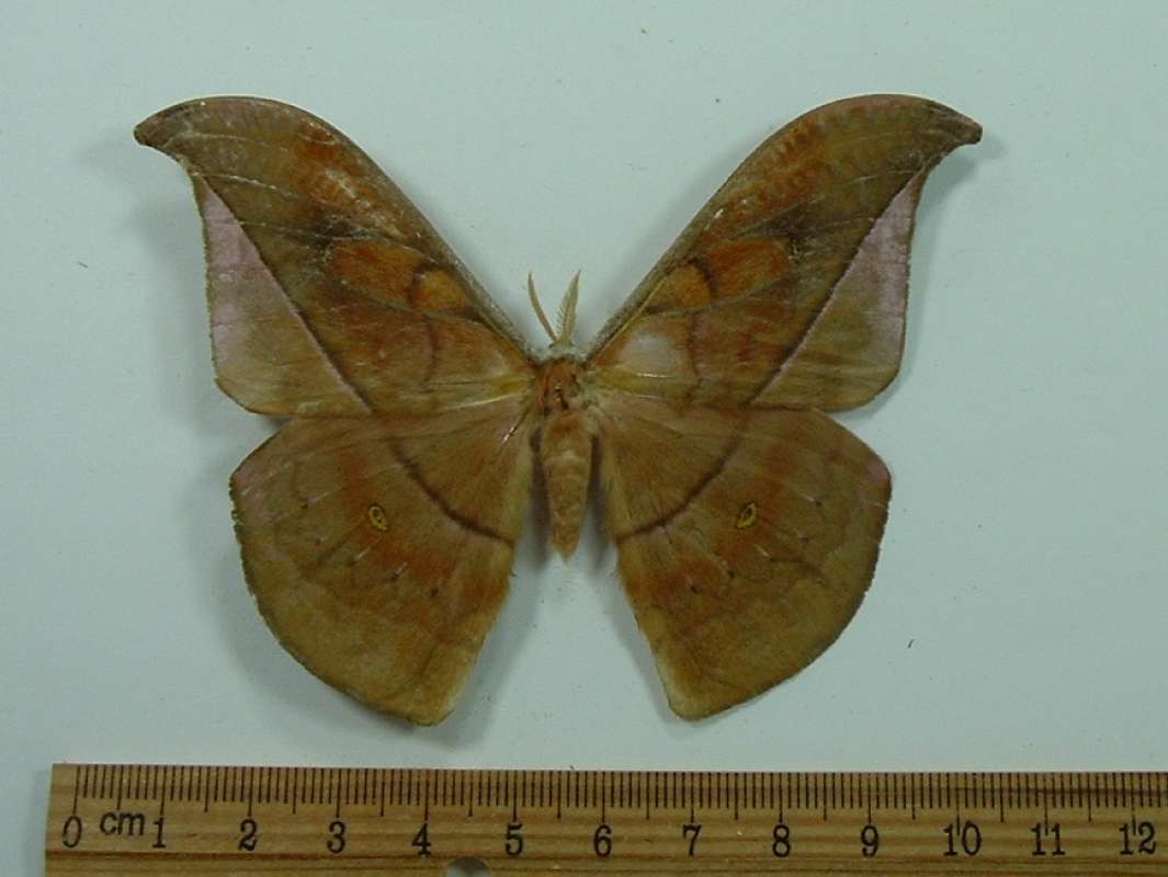 Male - Dorsal View<br>(Origin of the Specimen: Veracruz, Mexico, Aug. 1983)