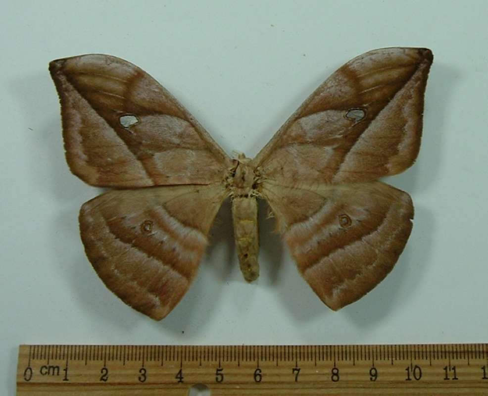 Female - Dorsal View<br>(Origin of the Specimen: Bred, John Weiss, SC, Brazil, 1978)