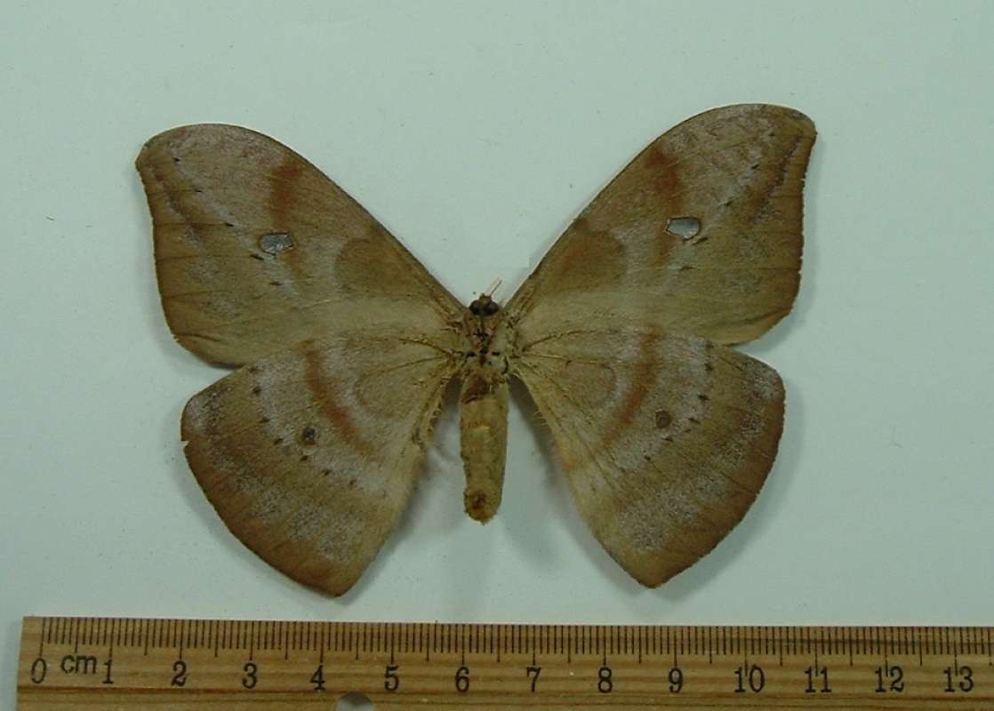Female - Ventral View<br>(Origin of the Specimen: Bred, John Weiss, SC, Brazil, 1978)