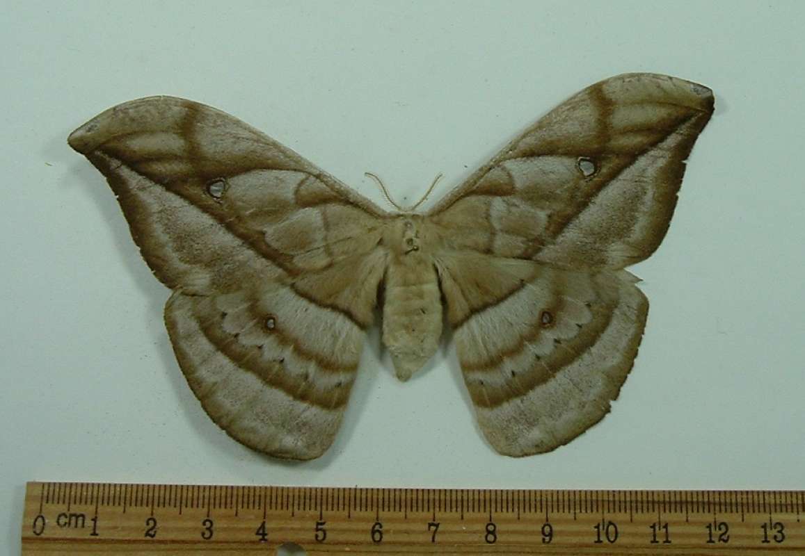 Female - Dorsal View<br>(Origin of the Specimen: Canar, Ecuador)