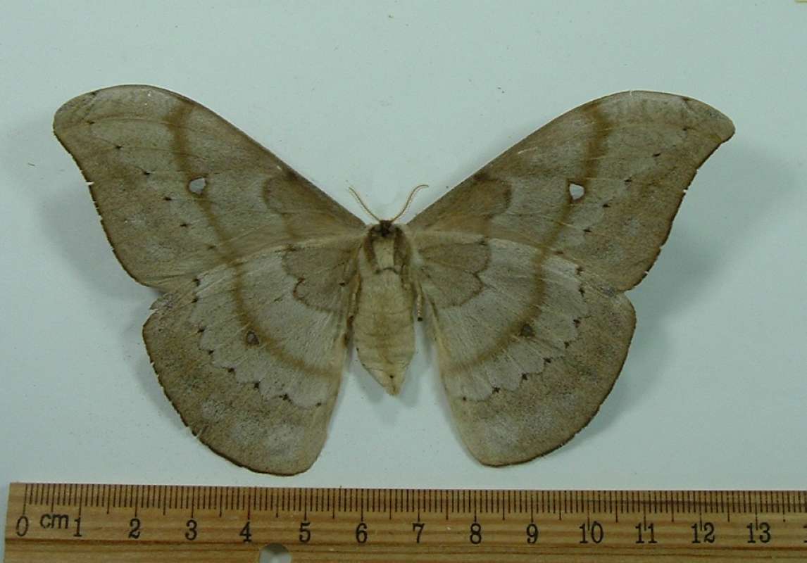 Female - Ventral View<br>(Origin of the Specimen: Canar, Ecuador)