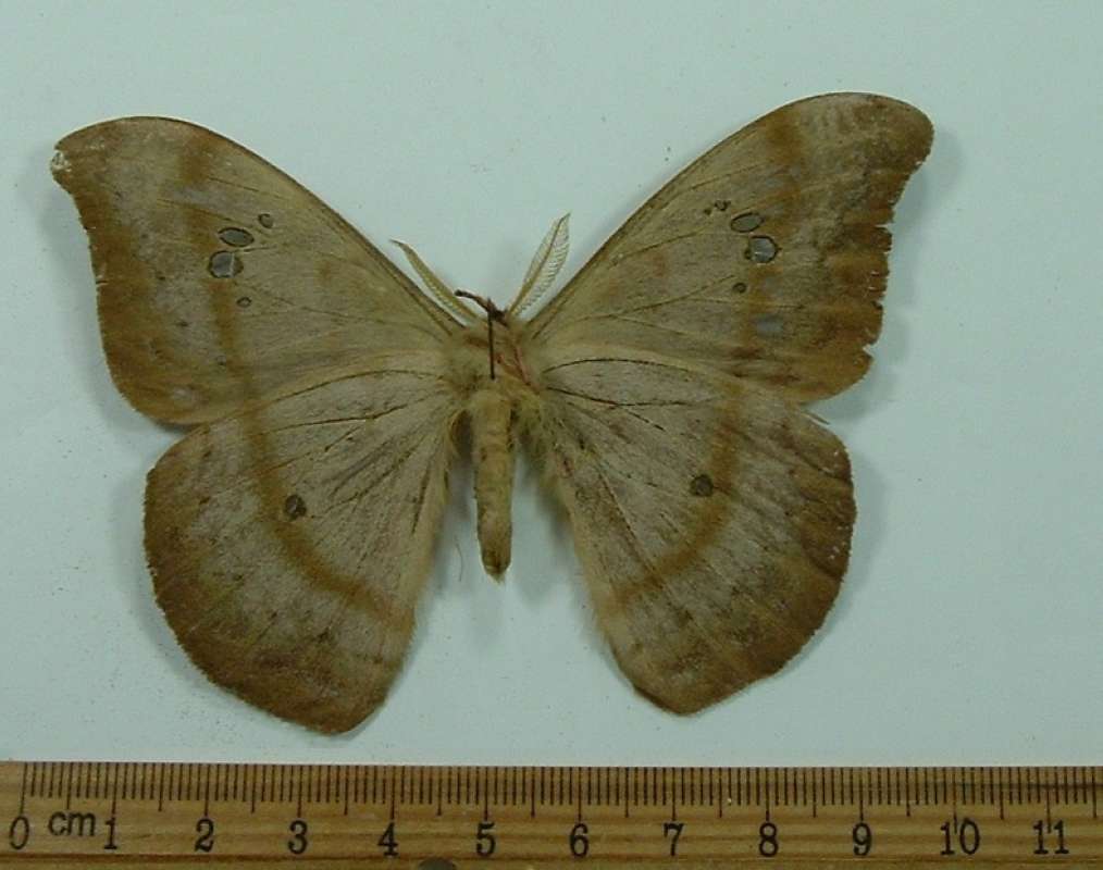 Male - Ventral View<br>(Origin of the Specimen: Putumayo, south Colombia, 1984)