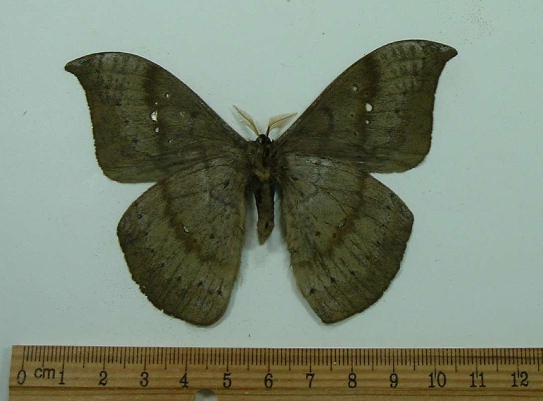 Male - Ventral View<br>(Origin of the Specimen: Golfeto, Costa Rica)