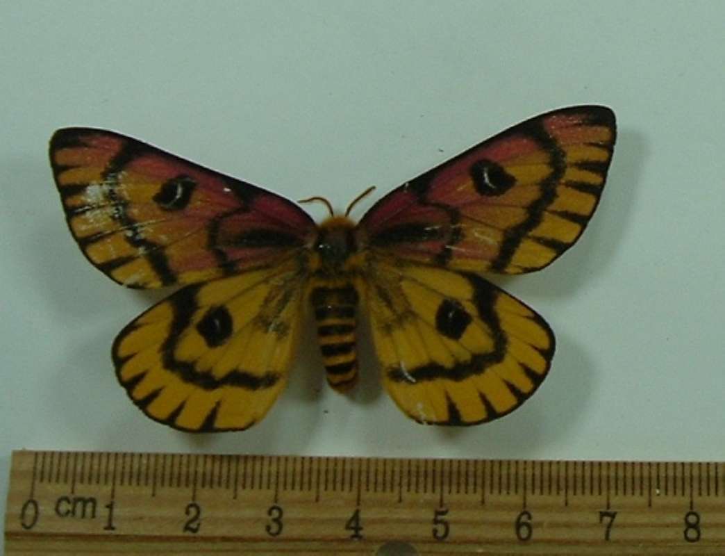 Female - Dorsal View<br>(Origin of the Specimen: California, July 2011)