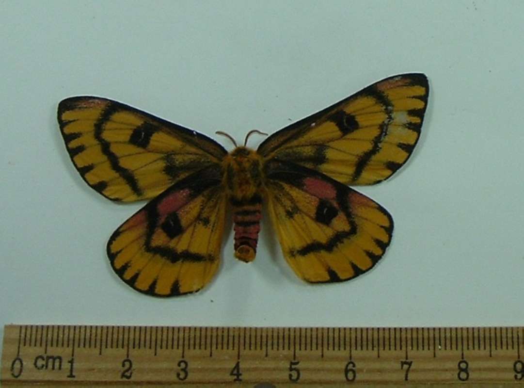 Female - Ventral View<br>(Origin of the Specimen: California, July 2011)
