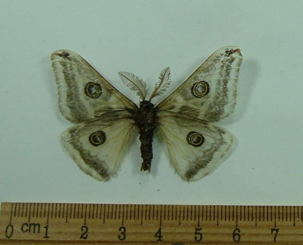 Male - Ventral View<br>(Origin of the Specimen: Santa Cruz Co, Arizona, Oct 2009)
