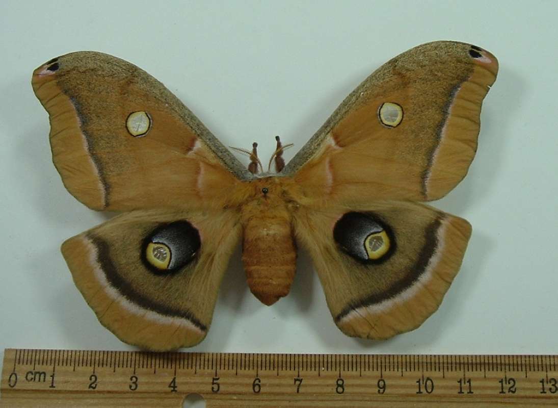 Female - Dorsal View<br>(Origin of the Specimen: Bred, Wyoming, 1976)