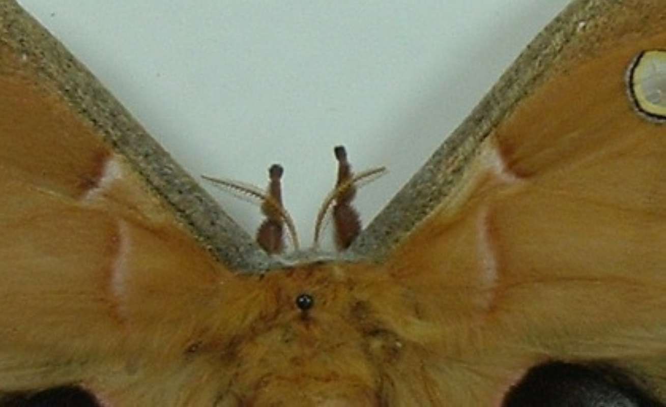 Female Antennae - Close View