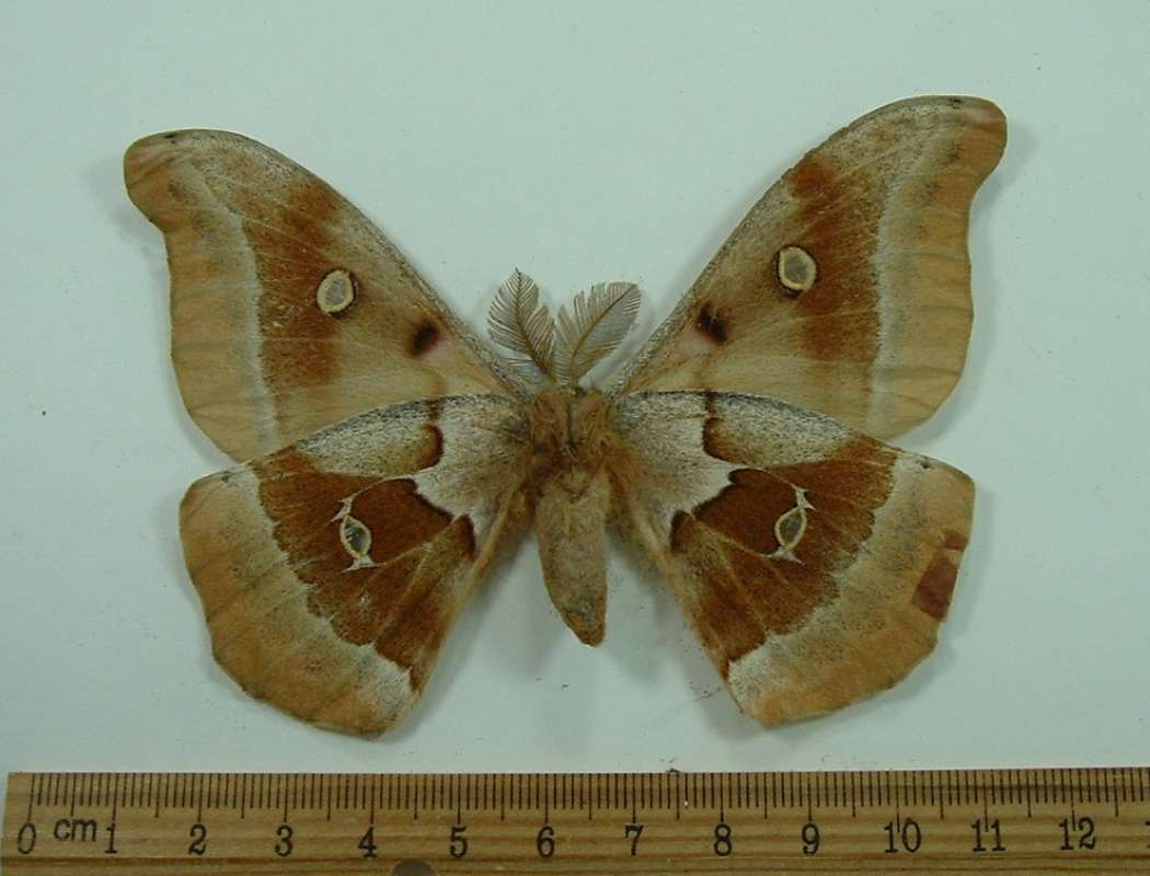 Male - Ventral View<br>(Origin of the Specimen: Aguilar, Coloado, 1983)