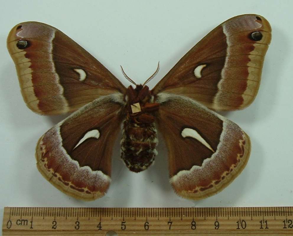Female - Ventral View<br>(Origin of the Specimen: No Data, Presumed Bred)