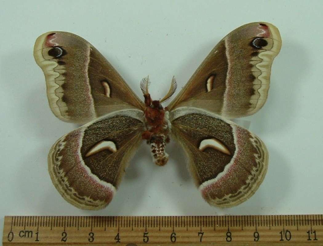 Male - Ventral View: Male cecropia X Female rubra<br>(Origin of the Specimen: Bred in Chicago, 1954)