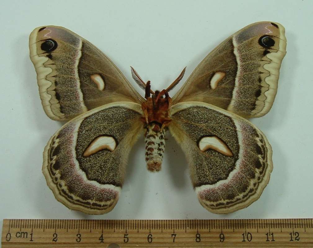 Male - Dorsal View: Male gloveri X Female cecropia<br>(Origin of the Specimen: Bred 1913, Emerged in July)
