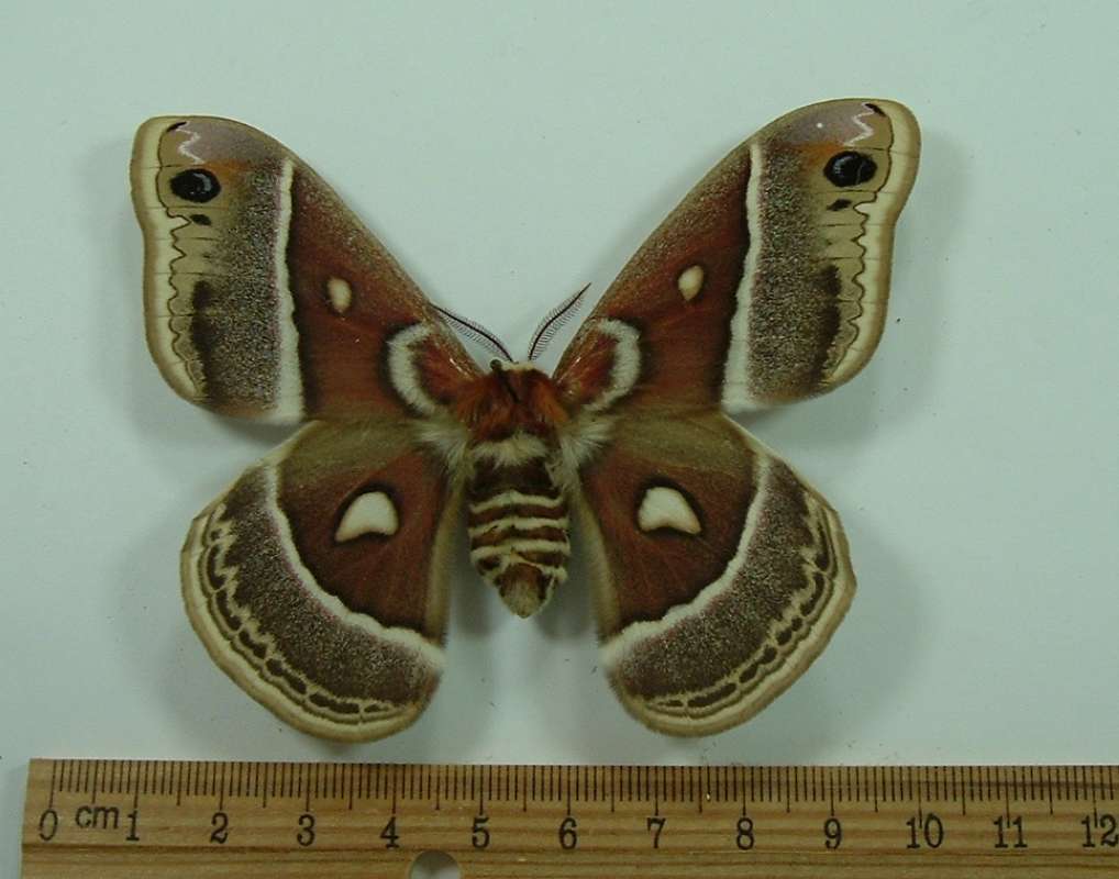 Female - Dorsal View - Male cecropia X Fml gloveri<br>(Origin of the Specimen: Bred 1951 (Probably Chicago))