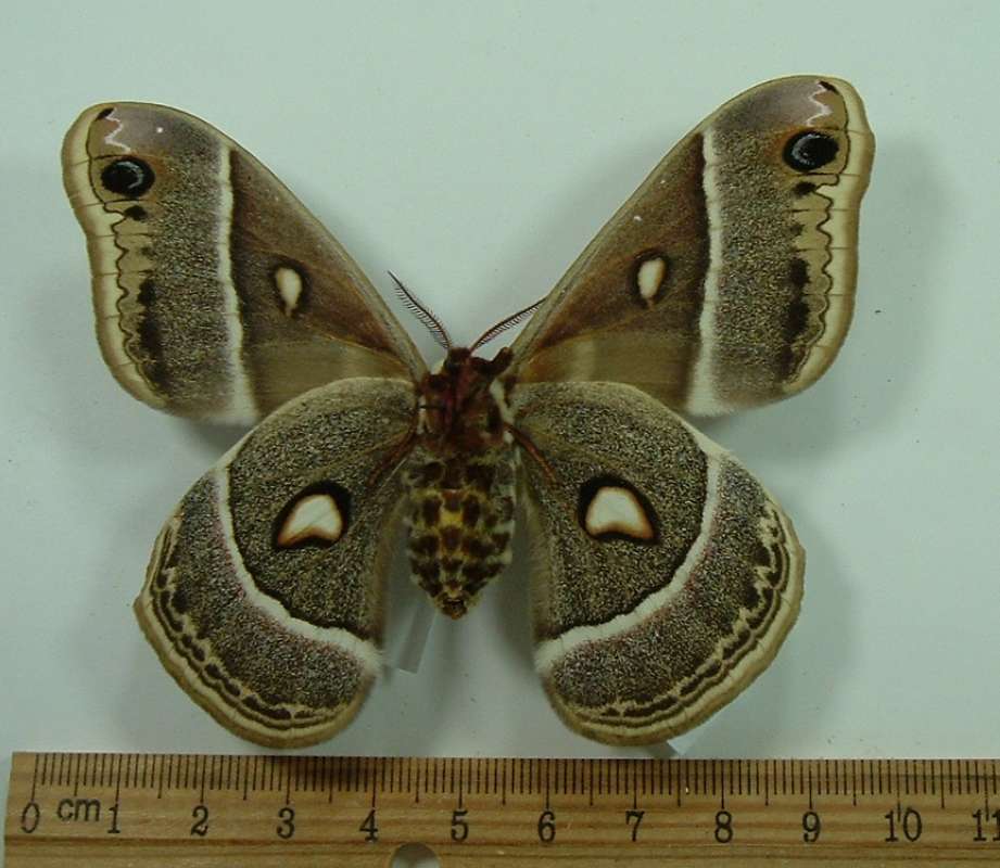 Female - Ventral View - Male cecropia X Fm gloveri<br>(Origin of the Specimen: Bred 1951 (Probably Chicago))