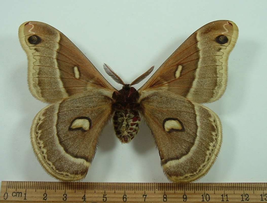 Male - Ventral View<br>(Origin of the Specimen: Bred: Salt Lake City, May 16, 1937)