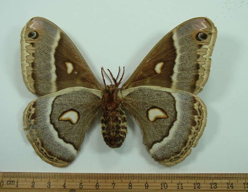 Female - Dorsal View<br>(Origin of the Specimen: Provo, Utah, Aug 19, 1970)
