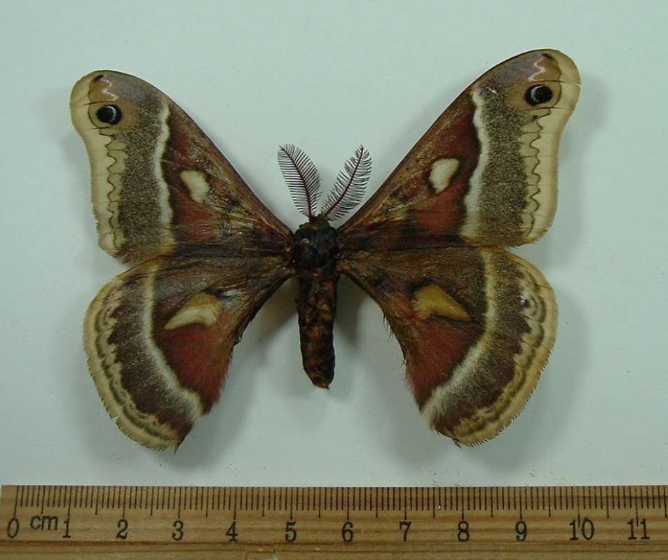 Male - Dorsal View<br>(Origin of the Specimen: Bred in New York, Em. May 1966)