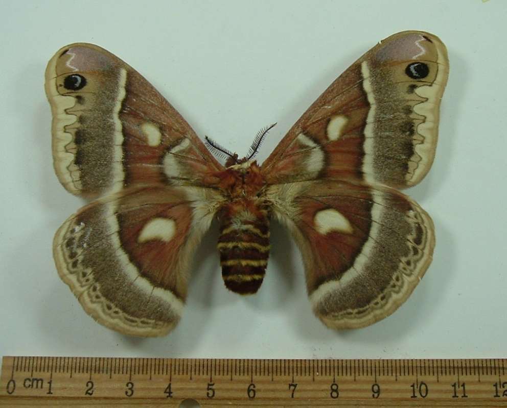 Female - Dorsal View<br>(Origin of the Specimen: Bred in New York, Em. May 1966)