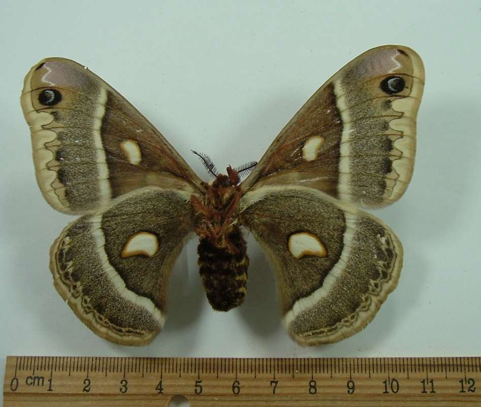 Female - Ventral View<br>(Origin of the Specimen: Bred in New York, Em. May 1966)