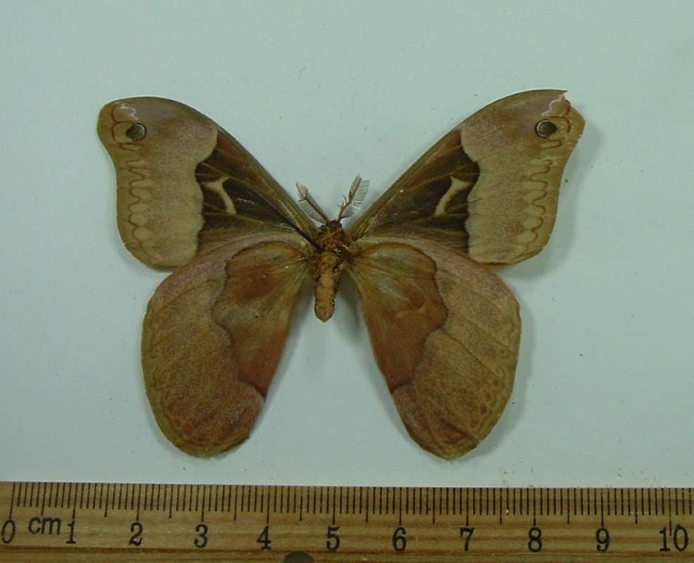 Male - Ventral View<br>(Origin of the Specimen: Lake Placid, Florida, USA)