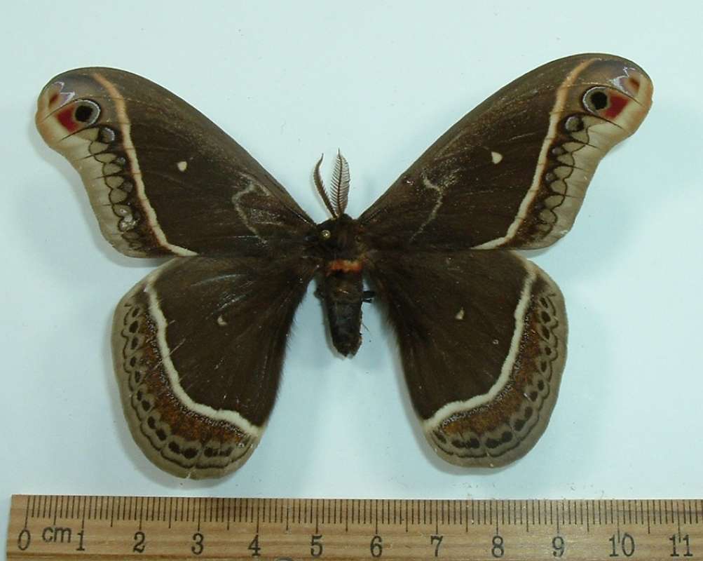 Male - Dorsal View<br>(Origin of the Specimen: Ex-Larvae, 1966)