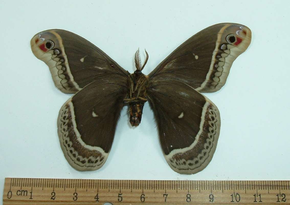 Male - Ventral View<br>(Origin of the Specimen: Ex-Larvae, 1966)
