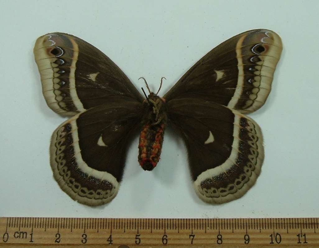 Female - Ventral View<br>(Origin of the Specimen: Ex-Larvae, 1966)