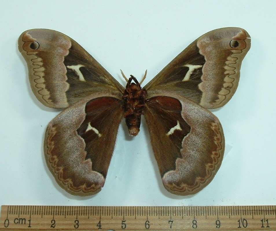 Male - Ventral View<br>(Origin of the Specimen: Bred in Tenn, USA, 1933)