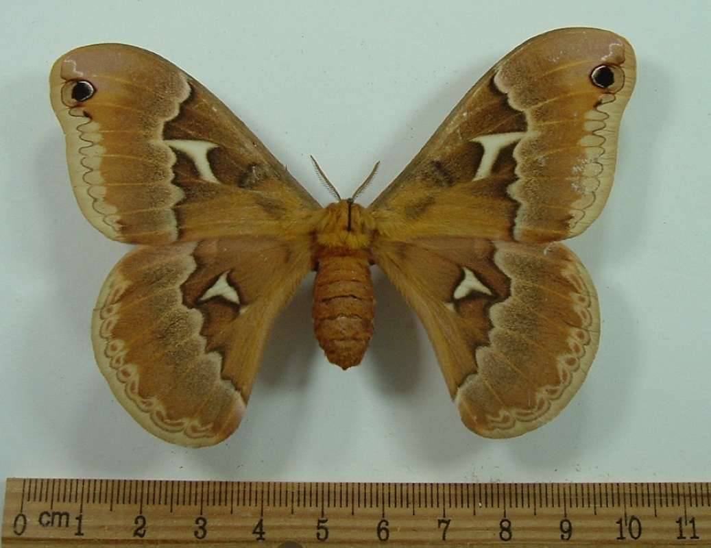 Female - Dorsal View<br>(Origin of the Specimen: Bred in Tenn, USA, 1933)