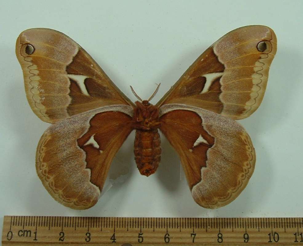 Female - Ventral View<br>(Origin of the Specimen: Bred in Tenn, USA, 1933)