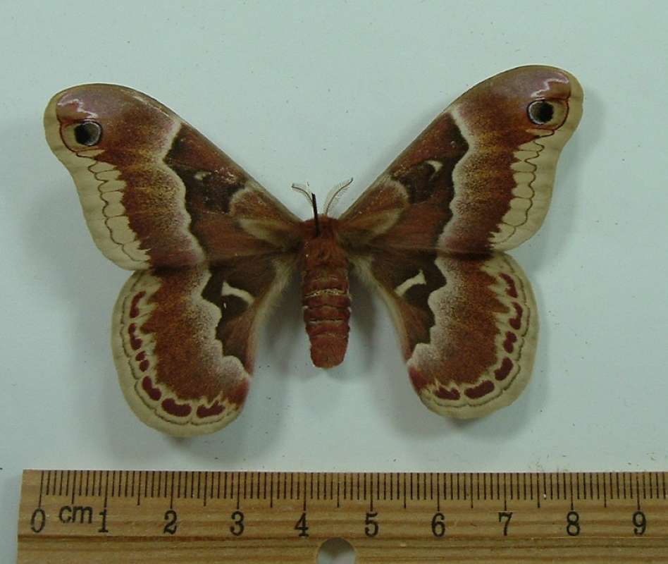 Female - Dorsal View<br>(Origin of the Specimen: No Data Given)