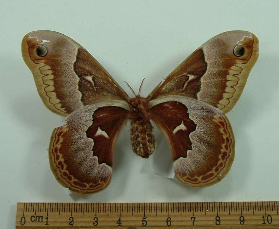Female - Ventral View<br>(Origin of the Specimen: No Data Given)