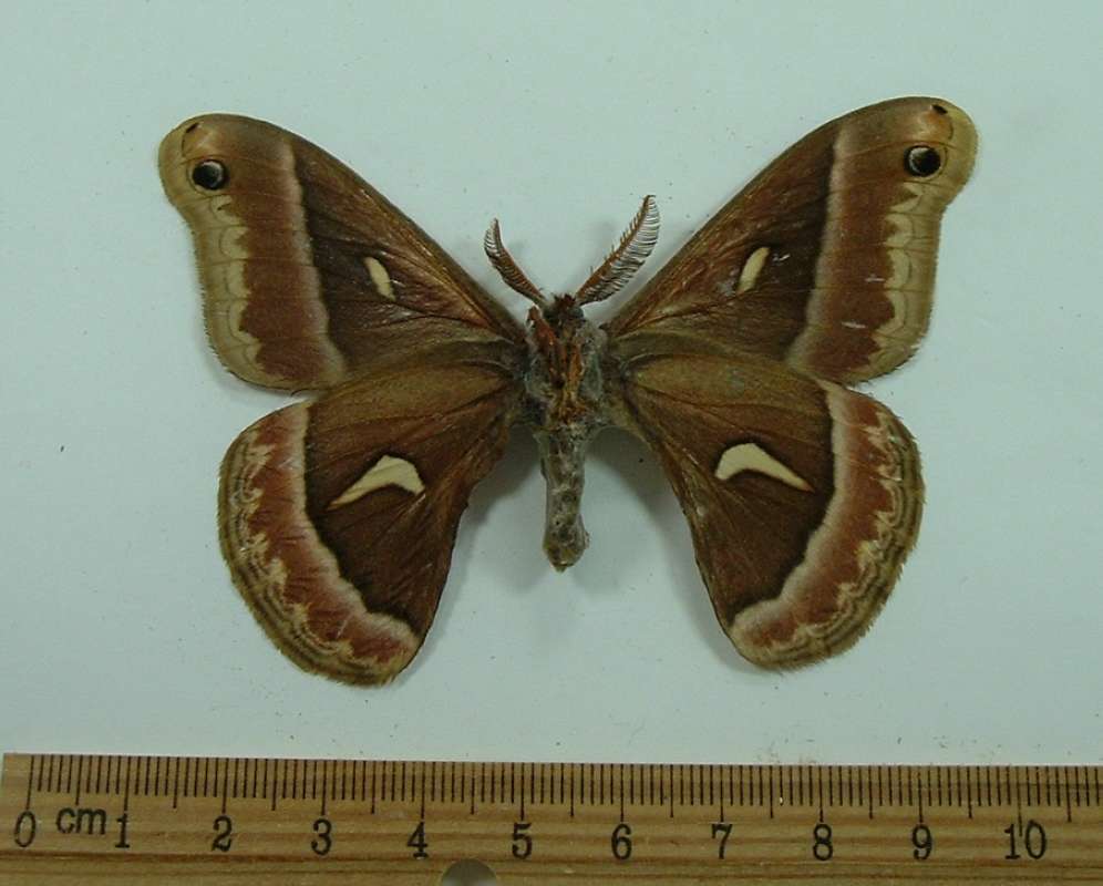 Male - Ventral View<br>(Origin of the Specimen: Thetis Isle, Br. Col, Apr 12, 1977)