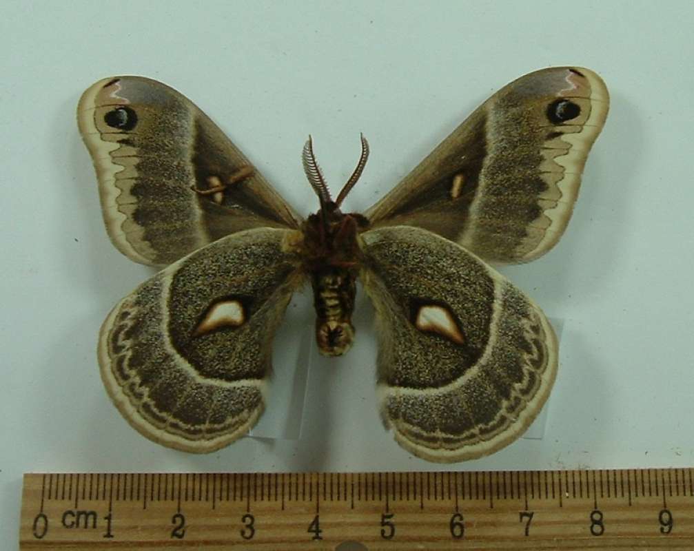 Male - Ventral View<br>(Origin of the Specimen: Haliburton, Ontario, June 2, 1972)