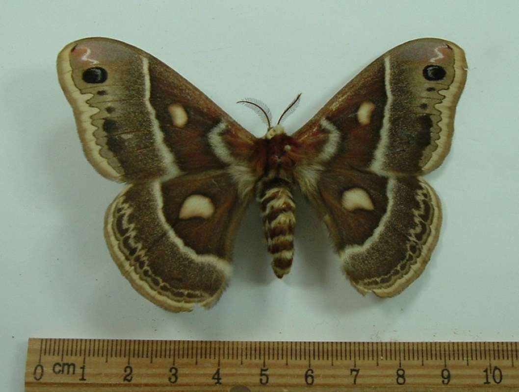 Female - Dorsal View<br>(Origin of the Specimen: Norland, Ontario, 1980)