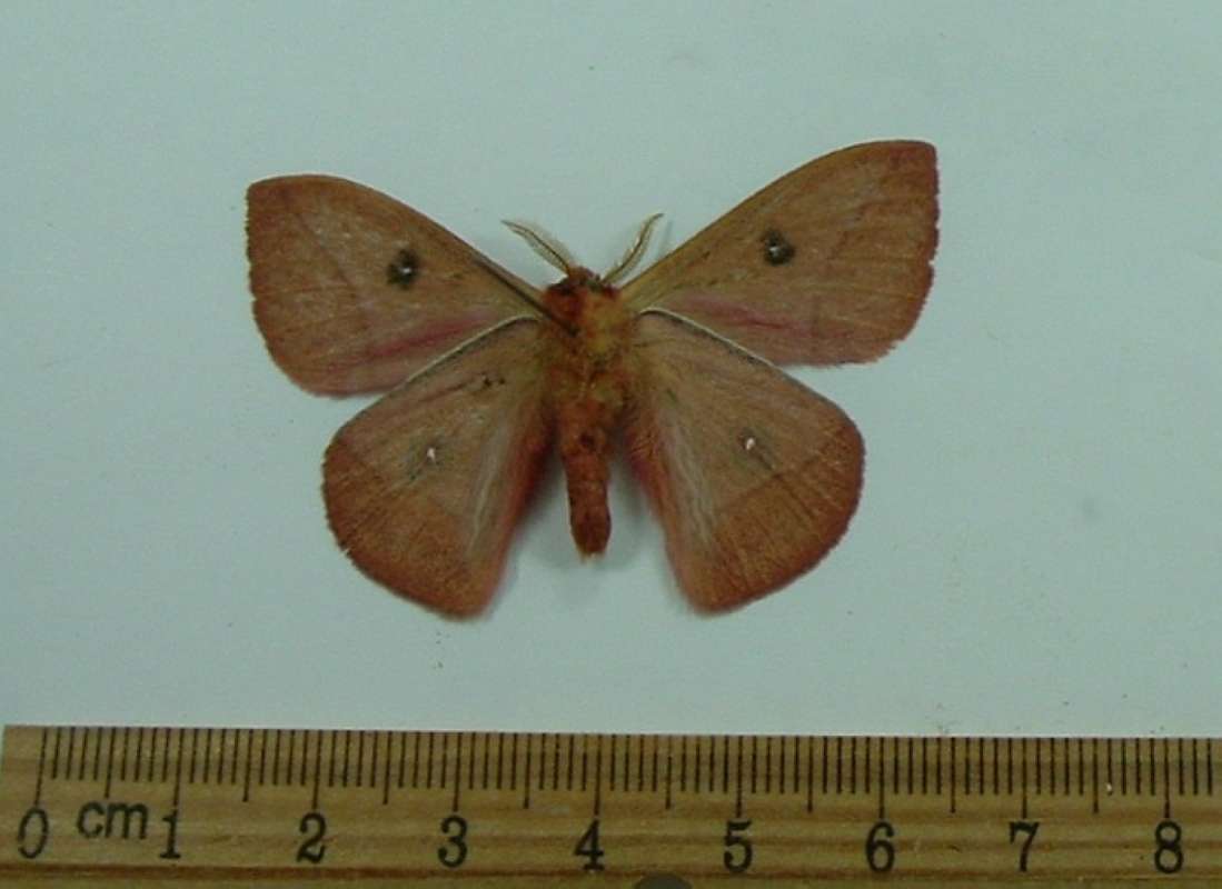 Male - Ventral View<br>(Origin of the Specimen: Arizona, July 21, 2001)