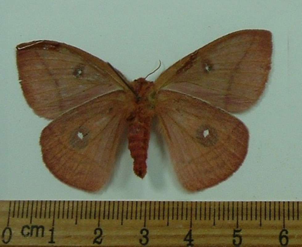 Female - Ventral View<br>(Origin of the Specimen: Arizona, July 21, 2001)