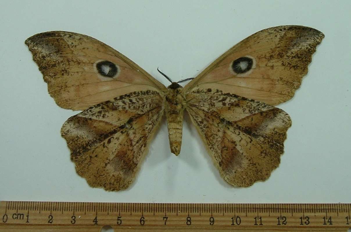 Female - Ventral View<br>(Origin of the Specimen: Gabon,  May 1999)